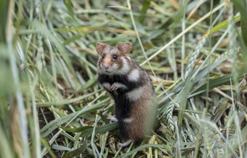 plan-ambition-environnement-vinci-autoroutes_milieux-naturels