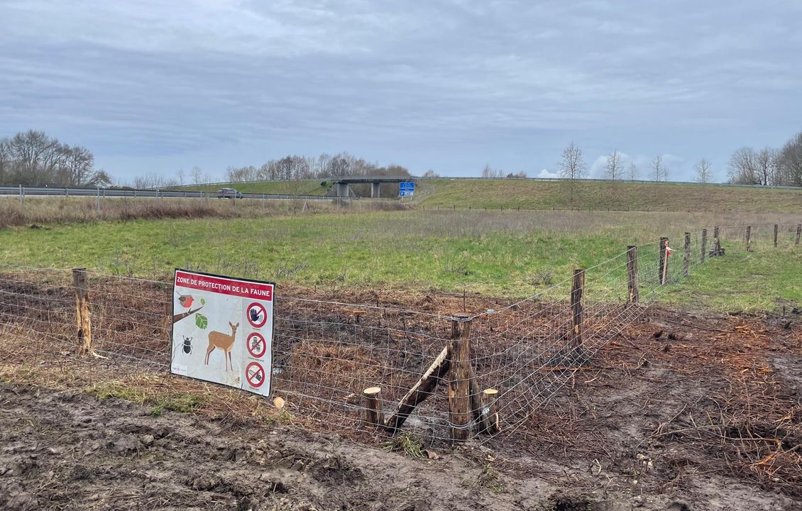 Coteaux-sur-Loire : travaux préparatoires, mise en défens