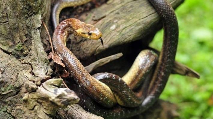 Serpent marron