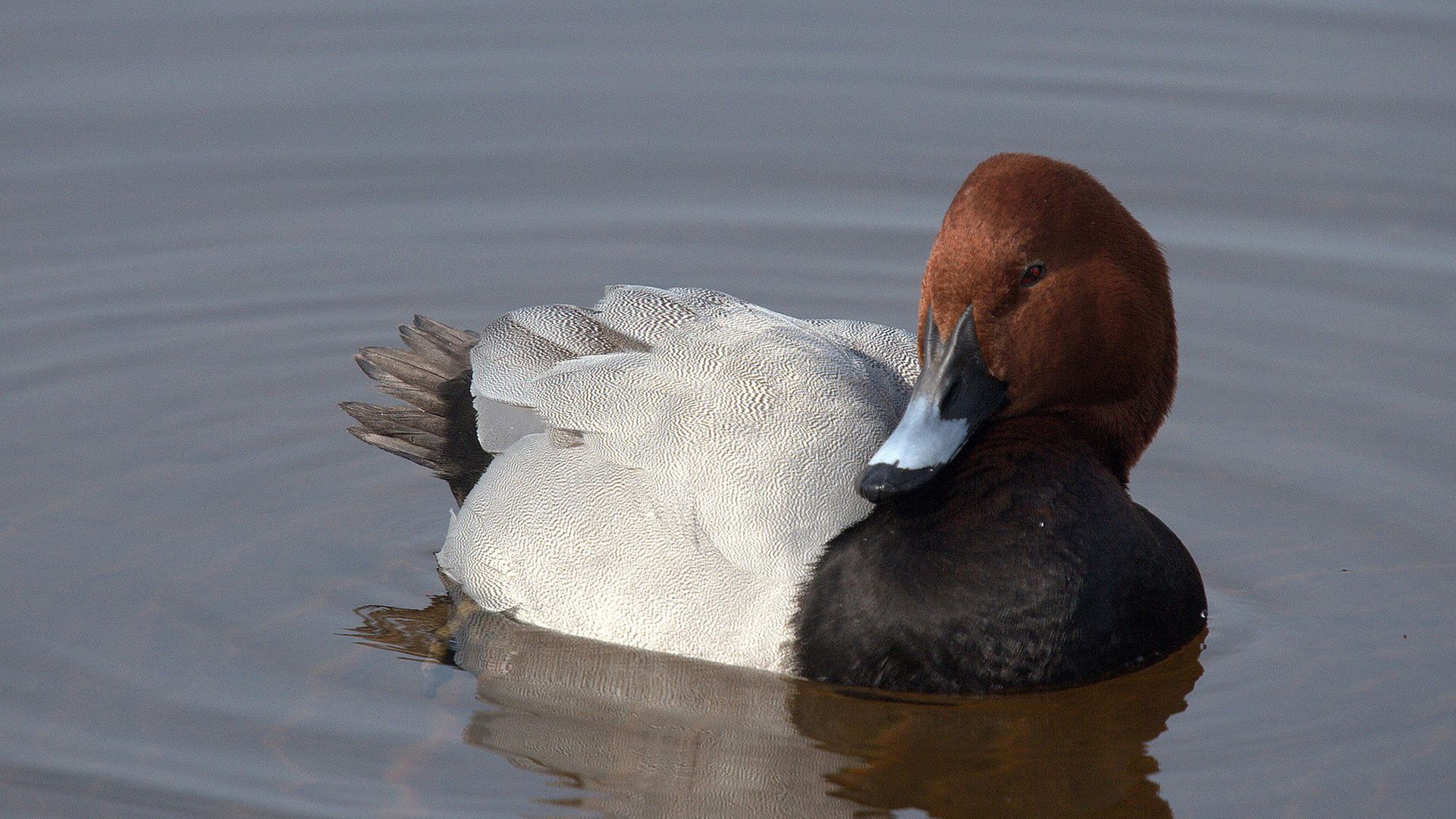 fuligule-milouin_etang-des-joncquiers