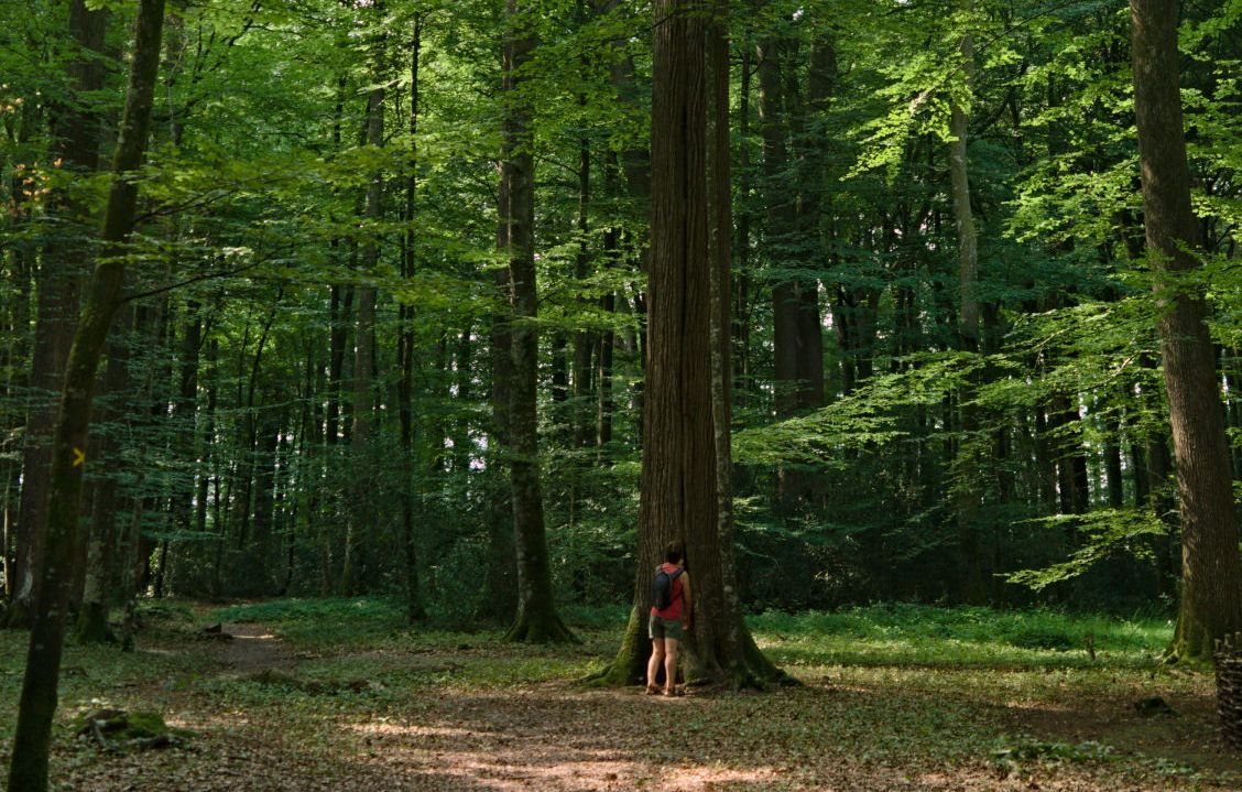 site-touristique-vinci-autoroutes-foret-berce