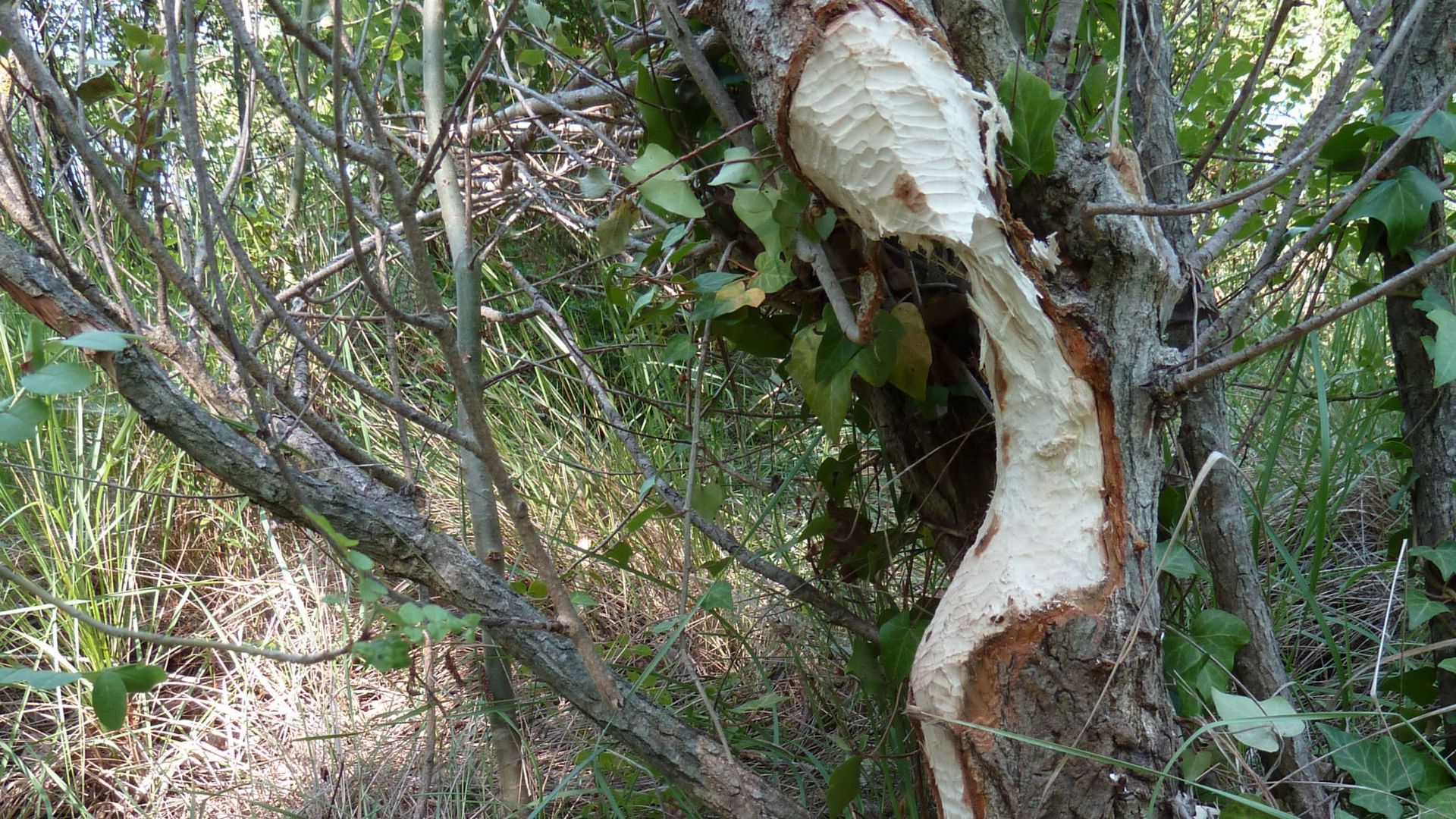 arbre-castor_etang-des-joncquiers
