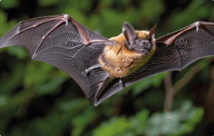 A71 Orléans | Confortement des viaducs de la Loire et du Loiret_chauve-souris