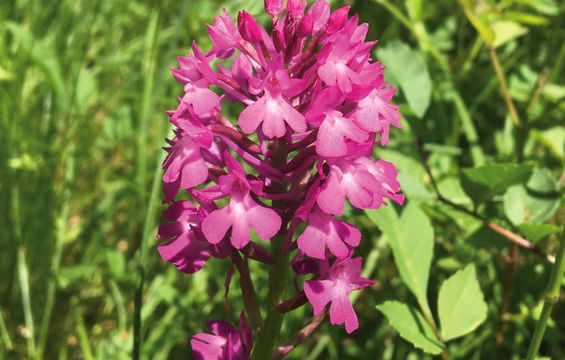 Coteaux-sur-Loire : orchis pyramidal