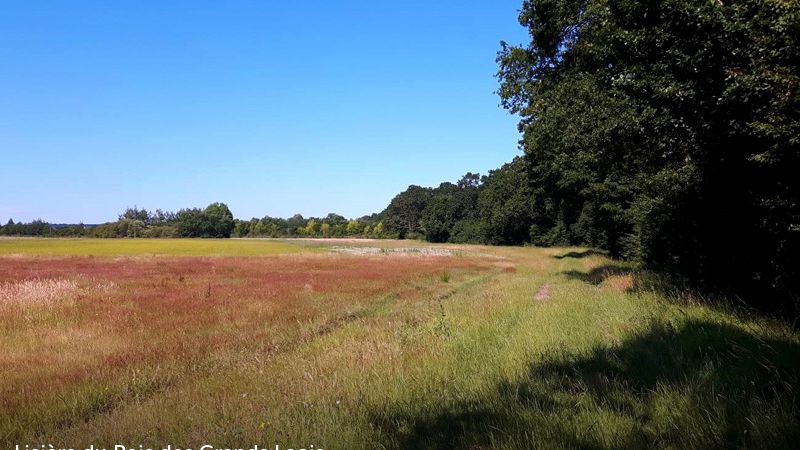 A10_Diffuseur_Saran_Gidy__lisiere-du-bois-des-grands-logis