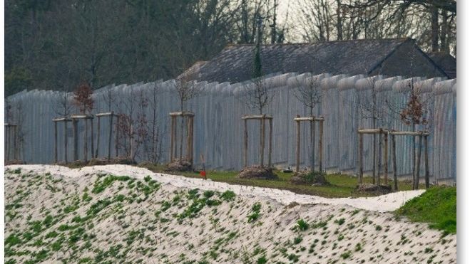 Arbres plantés sur les bords de la route