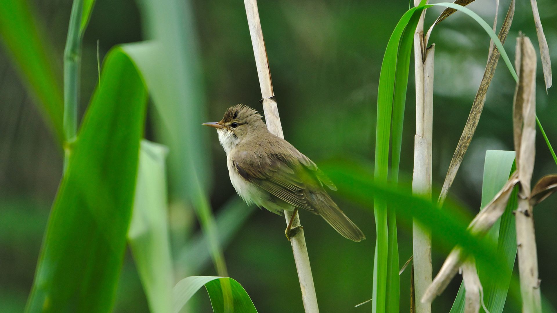 rousserolle-turdoide_etang-des-joncquiers