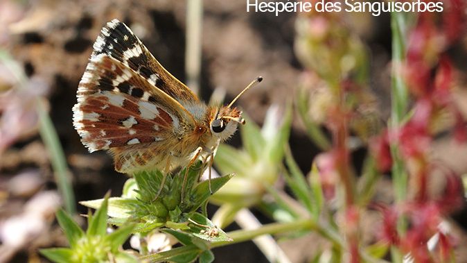 A10_Diffuseur_Saran_Gidy_hesperie