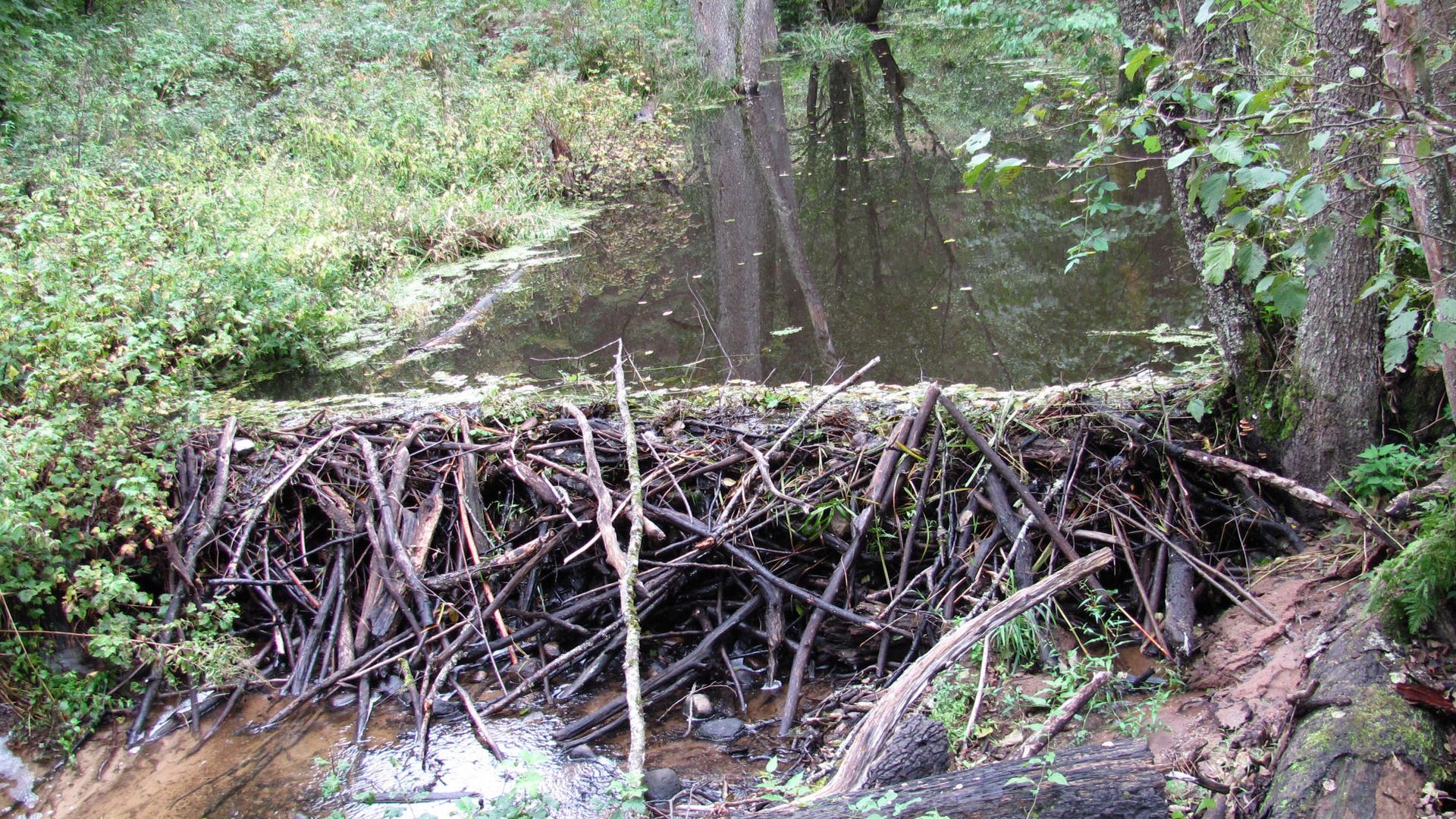 barrage-castor_etang-des-joncquiers