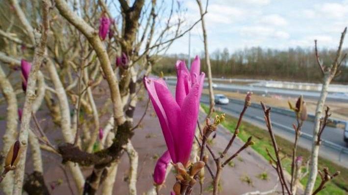 Fleur rose dans un arbre sur le bord d'une autoroute