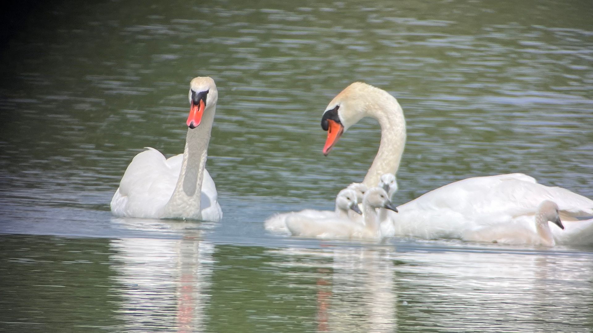Cygnes-etang-des-joncquiers