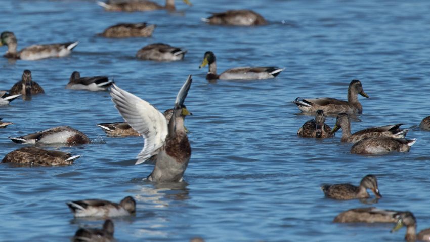 foulque-macroule-etang-joncquiers
