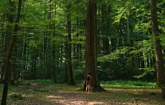site-touristique-vinci-autoroutes-foret-berce