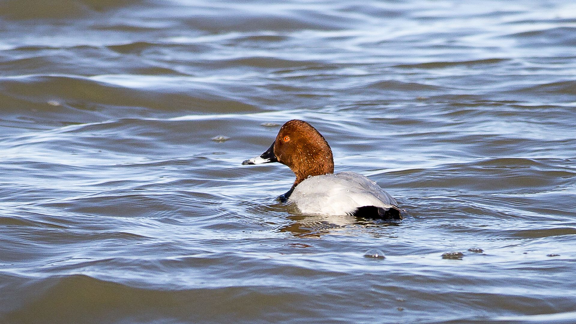 fuligule-milouin_etang-des-joncquiers