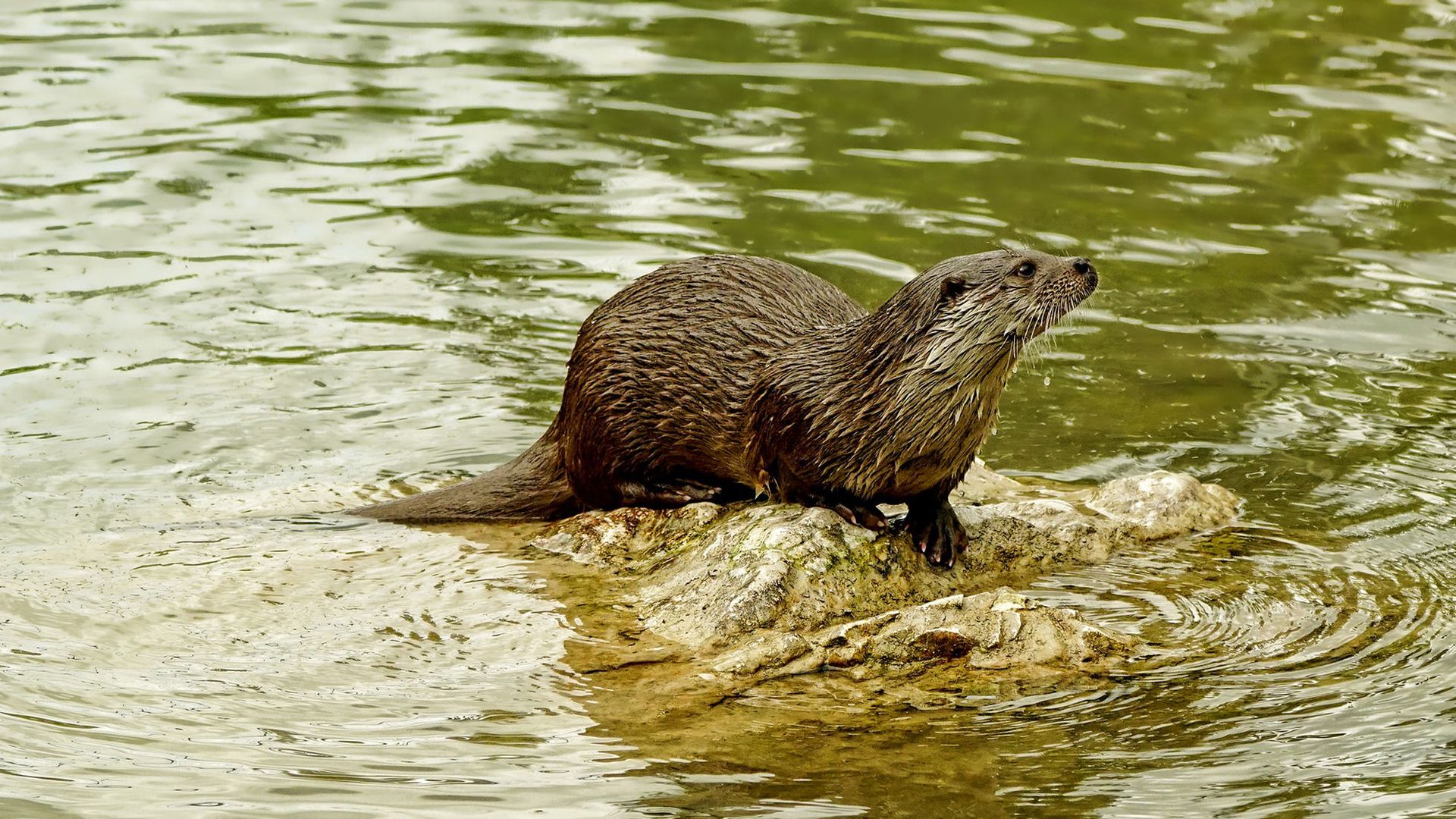 loutre_etang-des-joncquiers