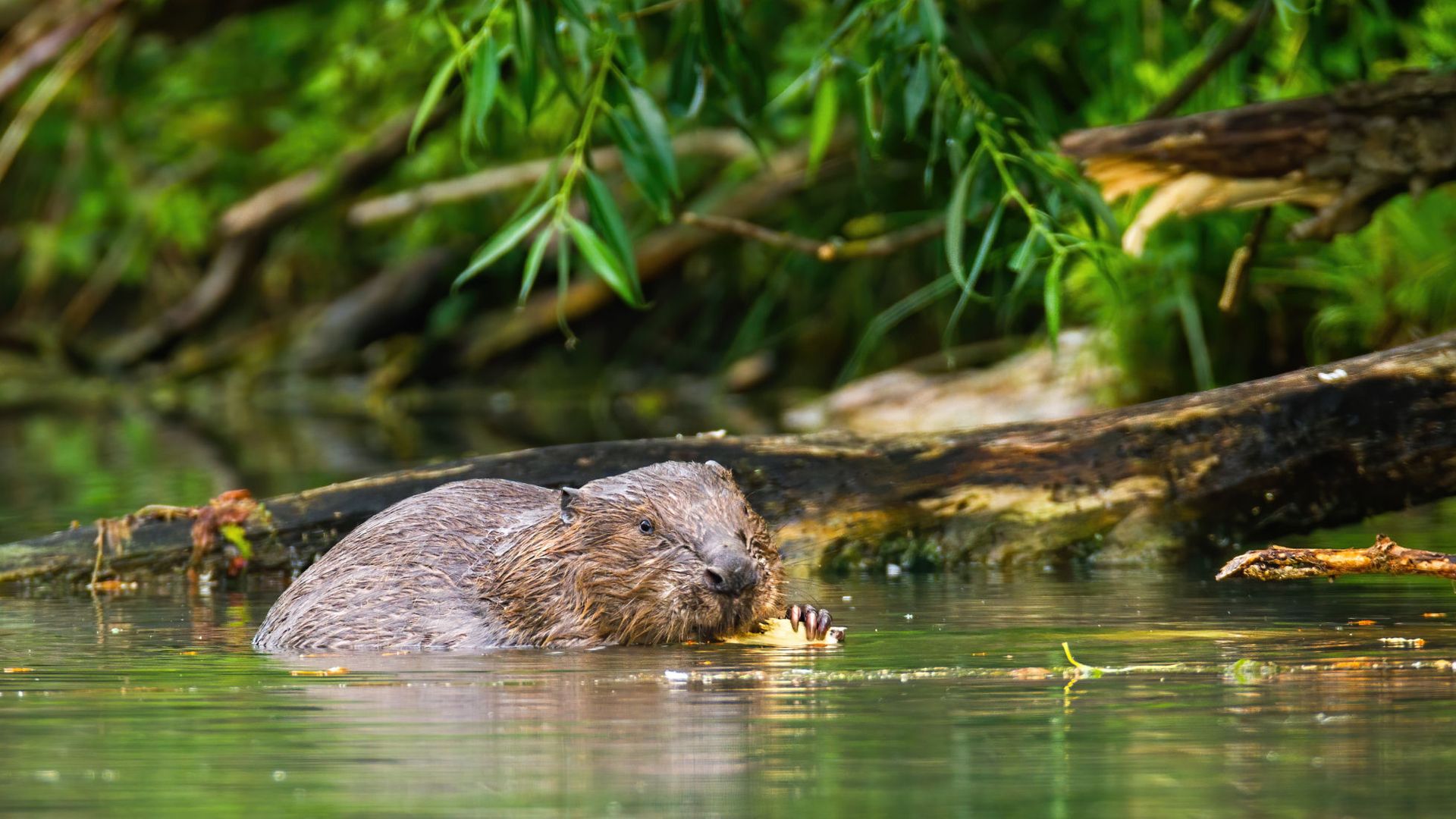 castor_etang-des-joncquiers