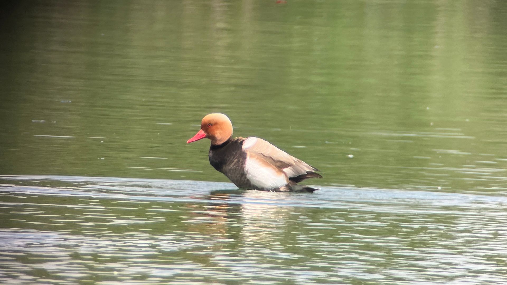 canard-etang-des-joncquiers
