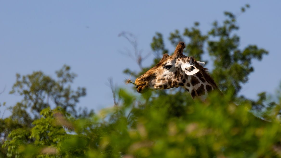 site-touristique-vinci-autoroutes-safari-peaugres