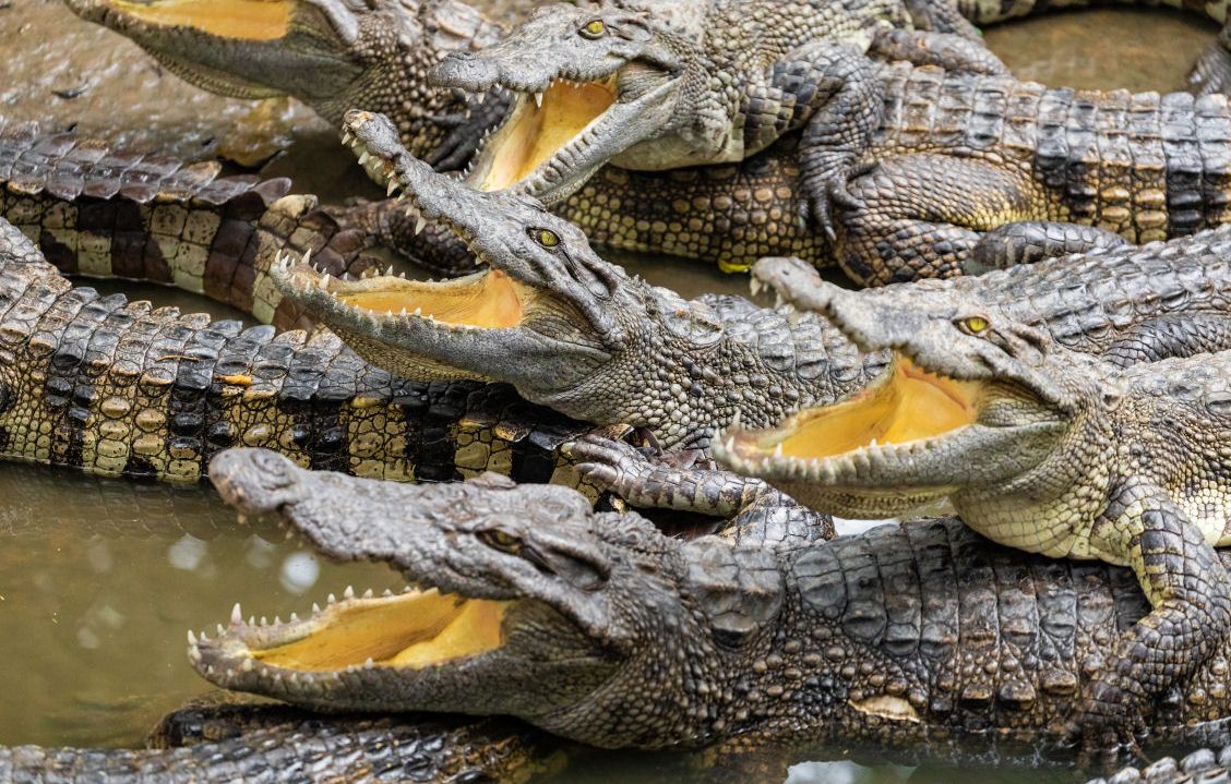 site-touristique-vinci-autoroutes-ferme-aux-crocodiles