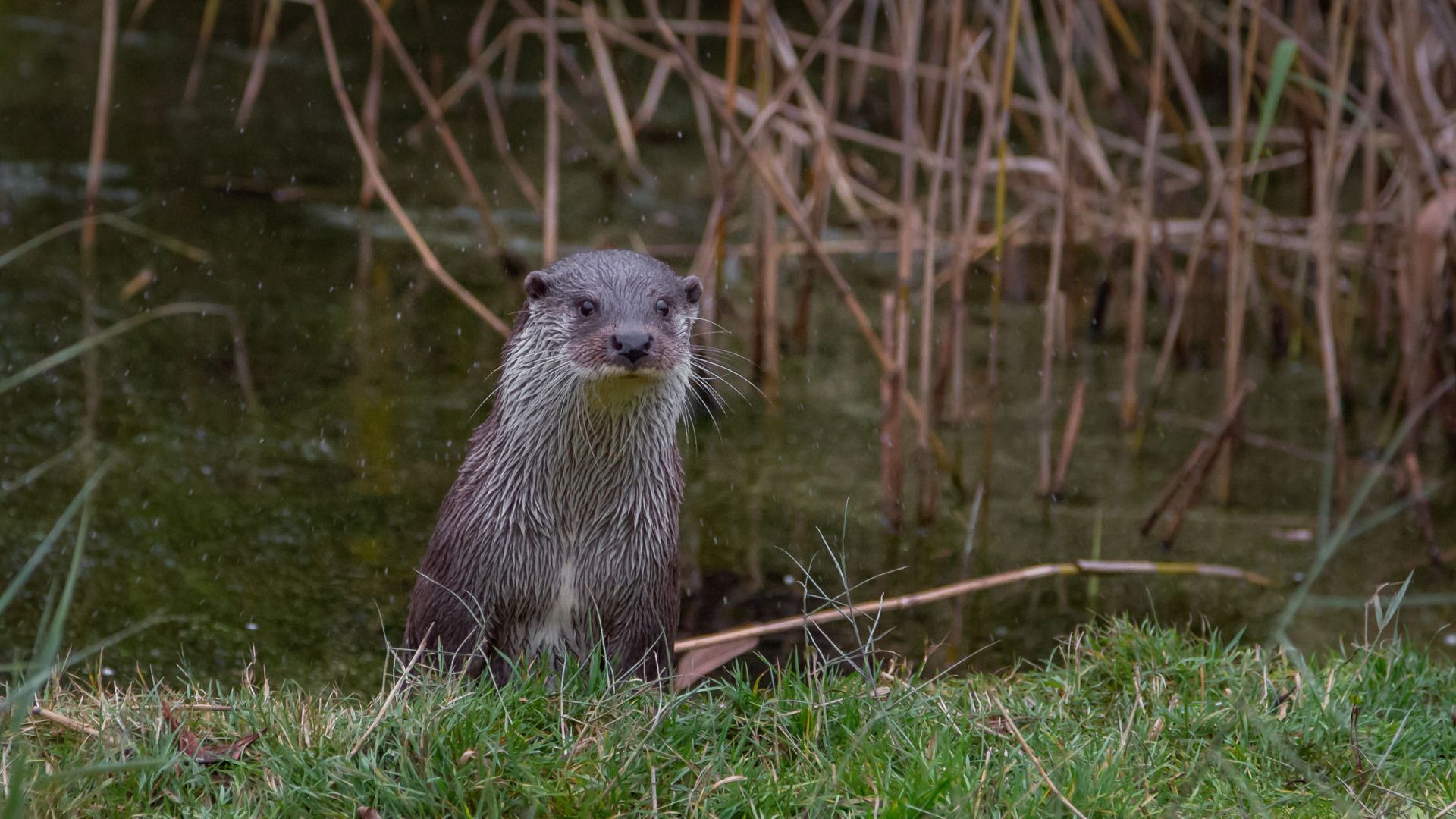 loutre_etang-des-joncquiers