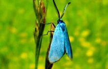 Faune Langeais Nord (A85)