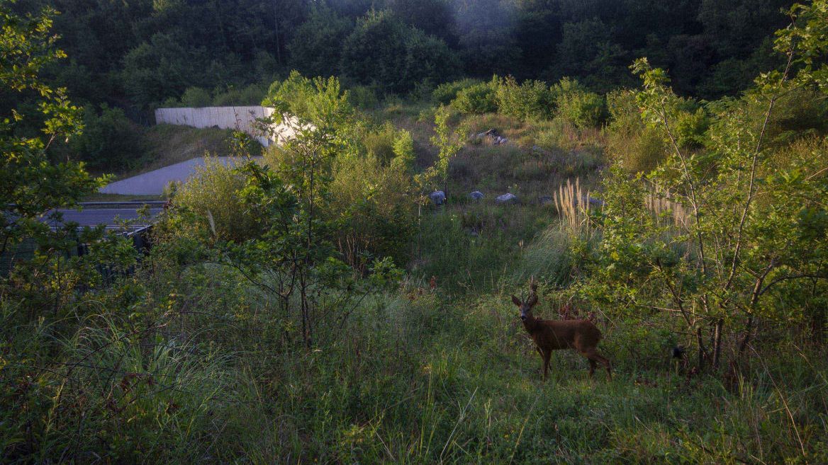 Les animaux photographiés sur les passages à faune de l'autoroute A64