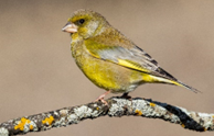 Petit oiseau jaune posé sur une branche