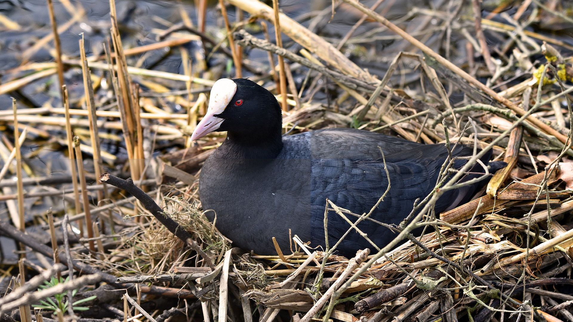 foulque-macroule_etang-des-joncquiers