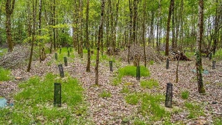 Arbres plantés