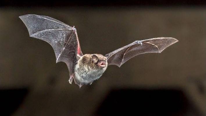 Chauve-souris en train de voler