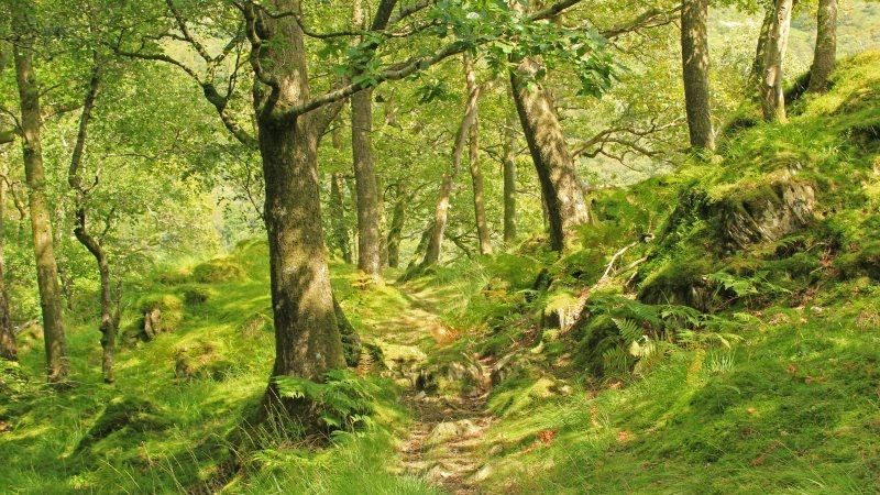 Forêt domaniale de Perseigne