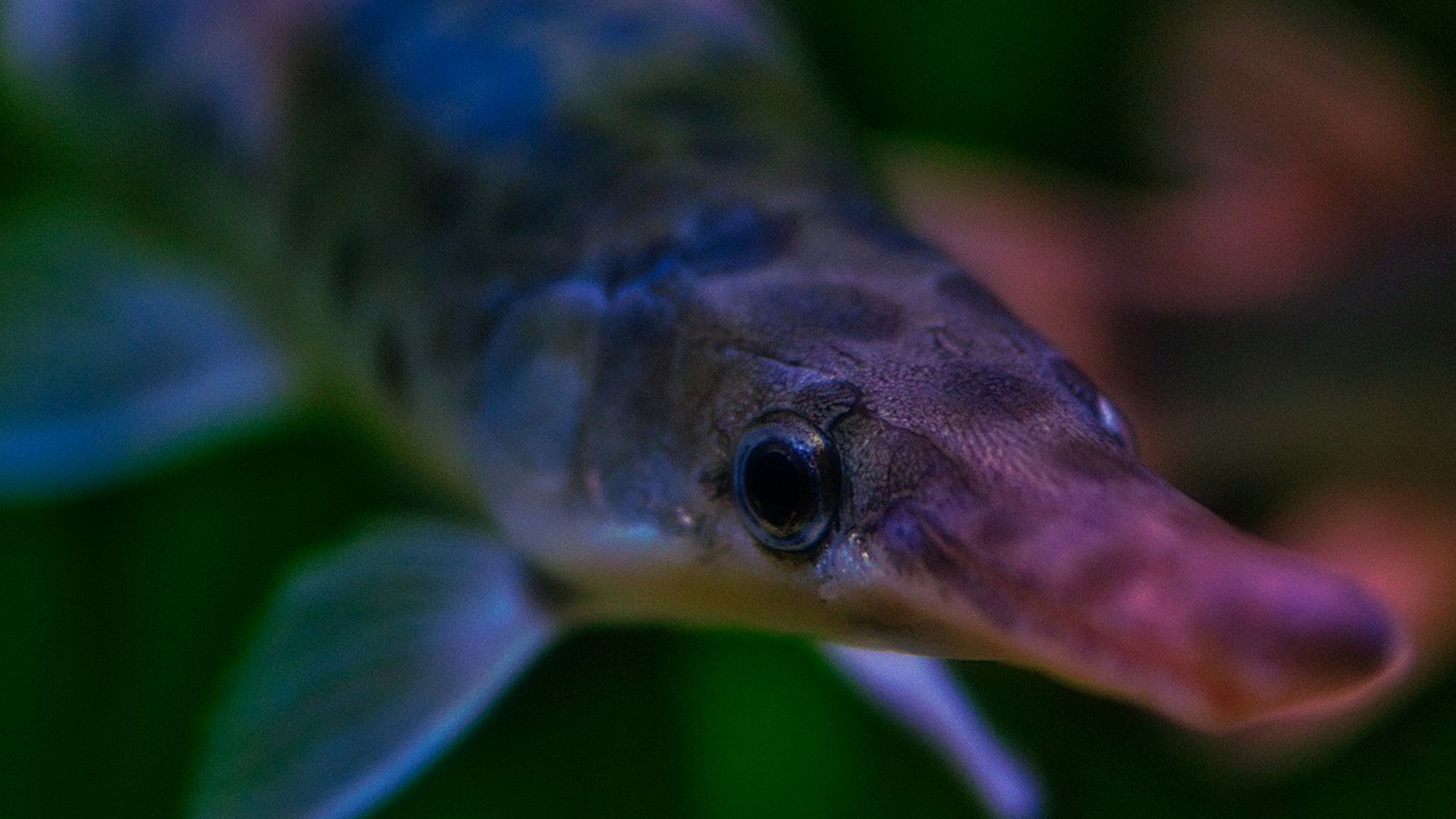 brochet_etang-des-joncquiers