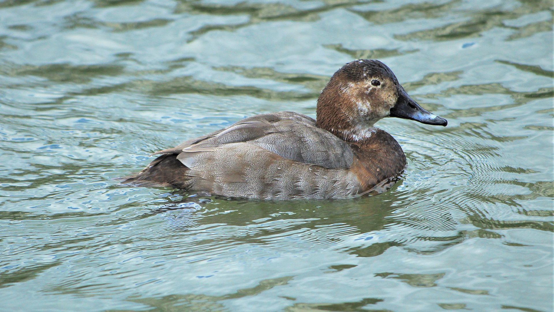 fuligule-milouin_etang-des-joncquiers