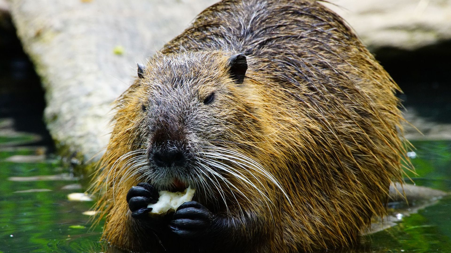 castor_etang-des-joncquiers