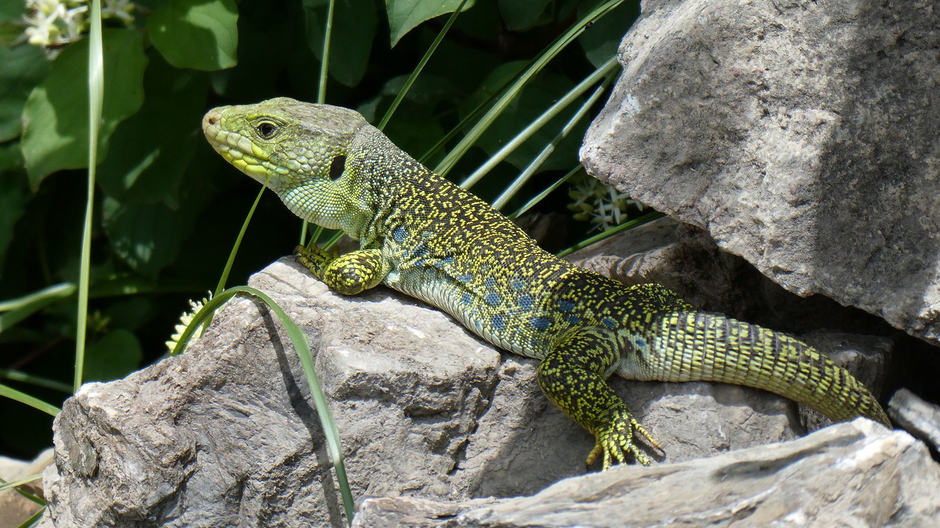 Bifurcation A7-A54-Lezard