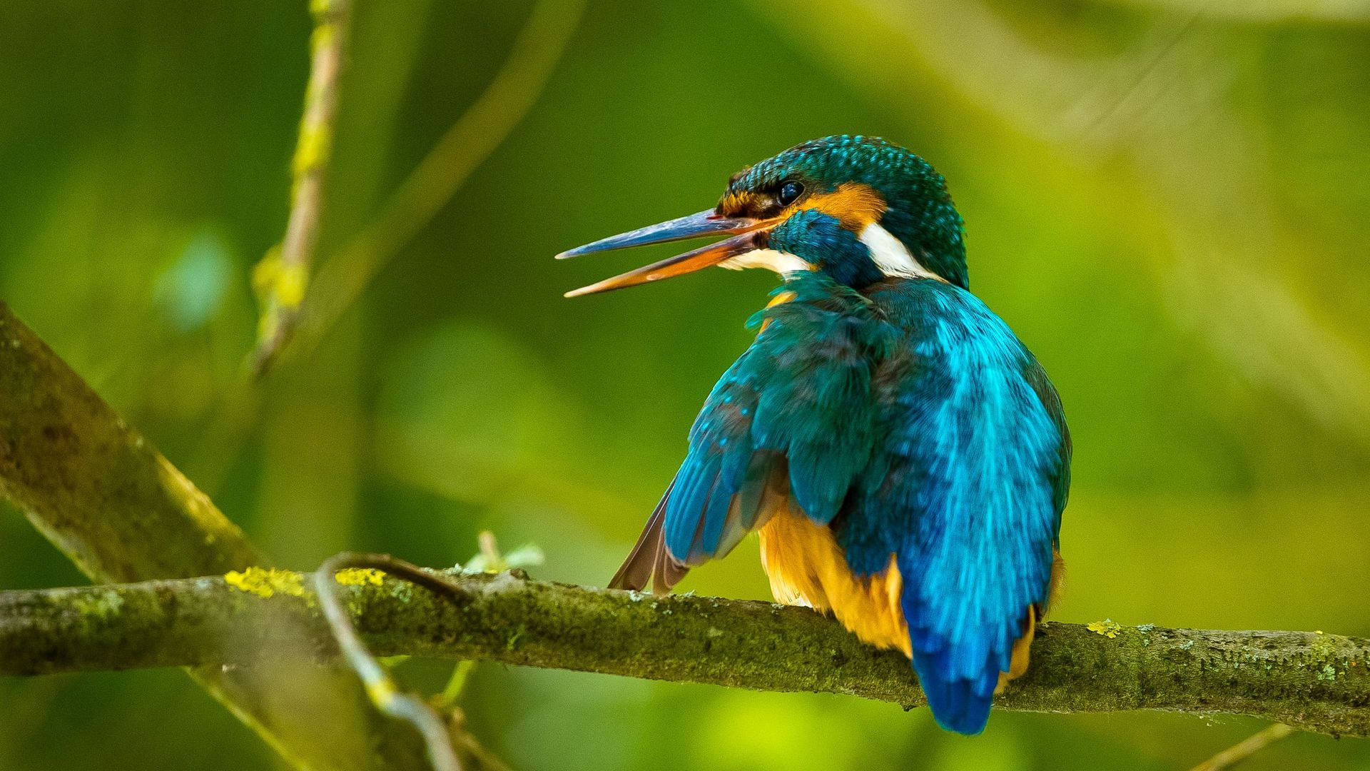 Martin-pêcheur d'Europe (c) G Schmitt