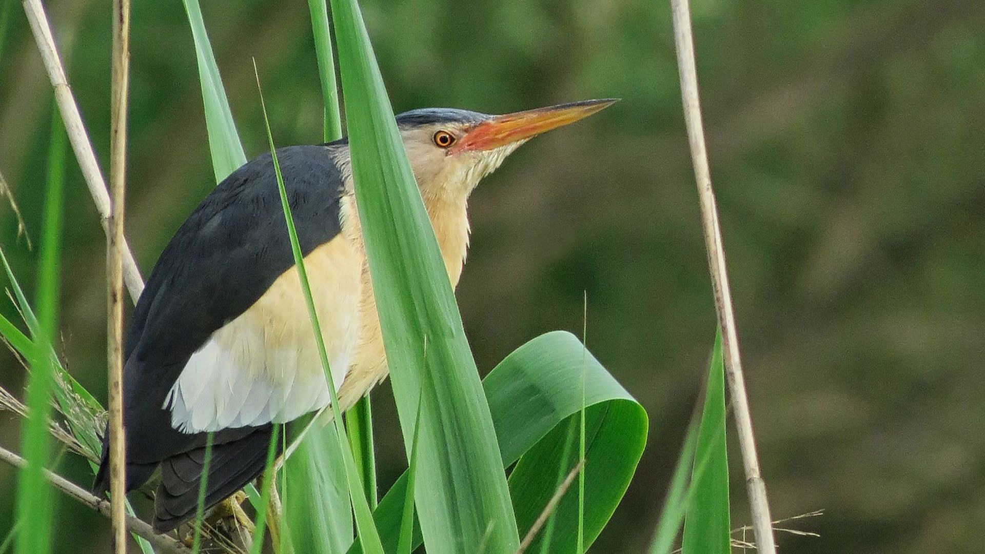 blongios-nain-_etang-des-joncquiers