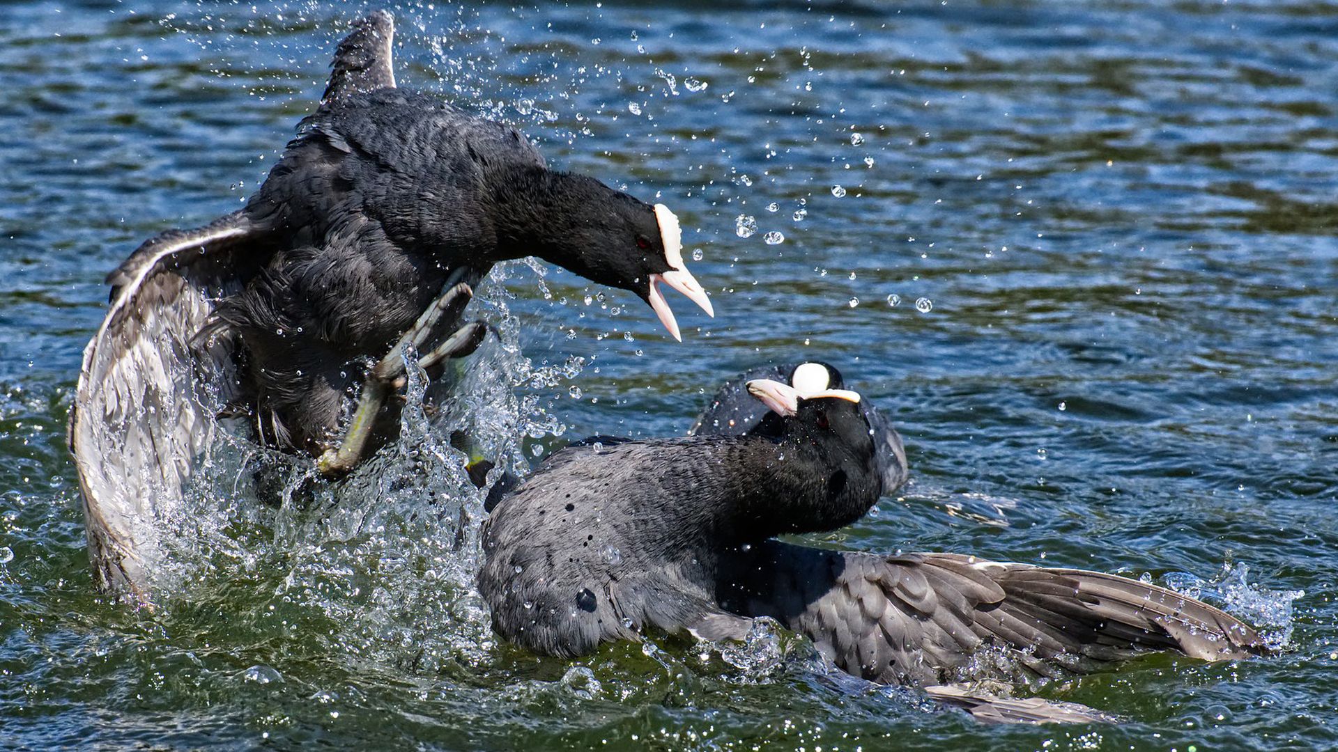 foulque-macroule_etang-des-joncquiers