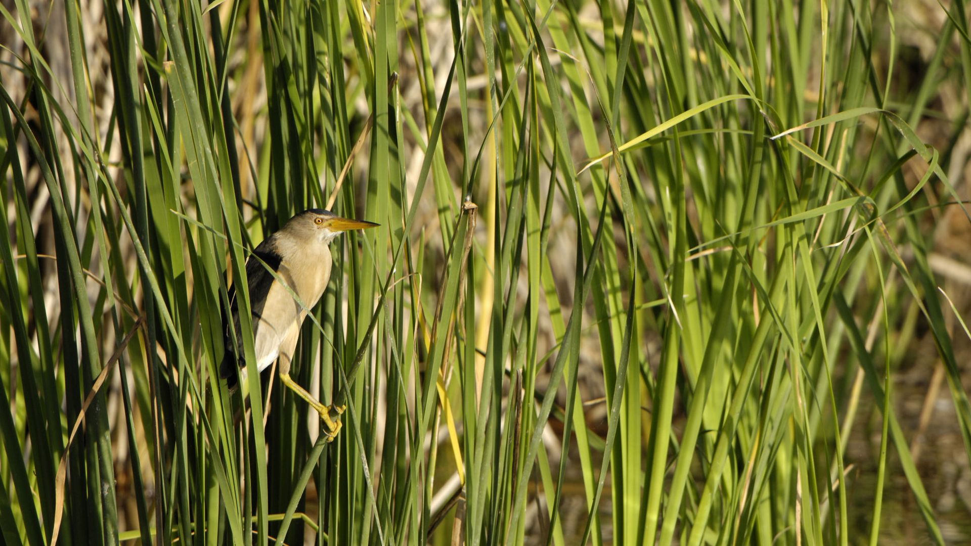 blongios-nain-_etang-des-joncquiers