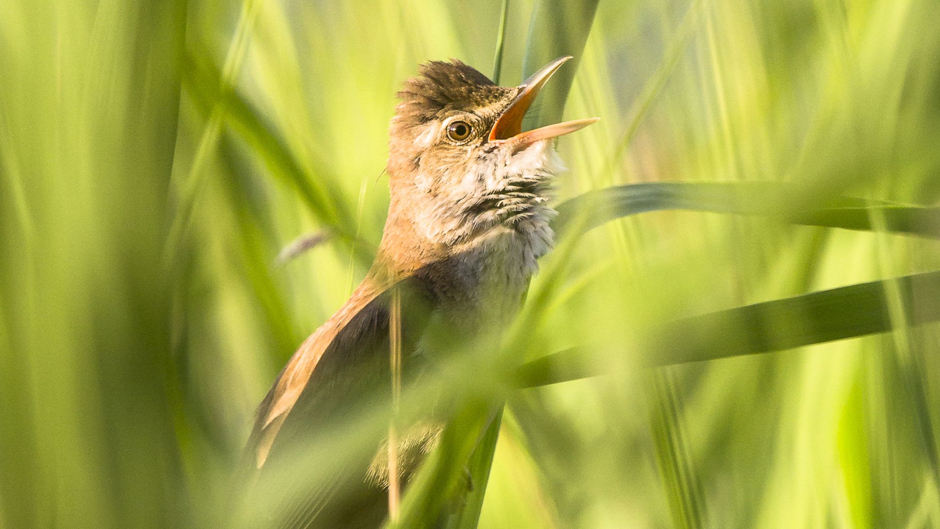 rousserolle-turdoide_etang-des-joncquiers