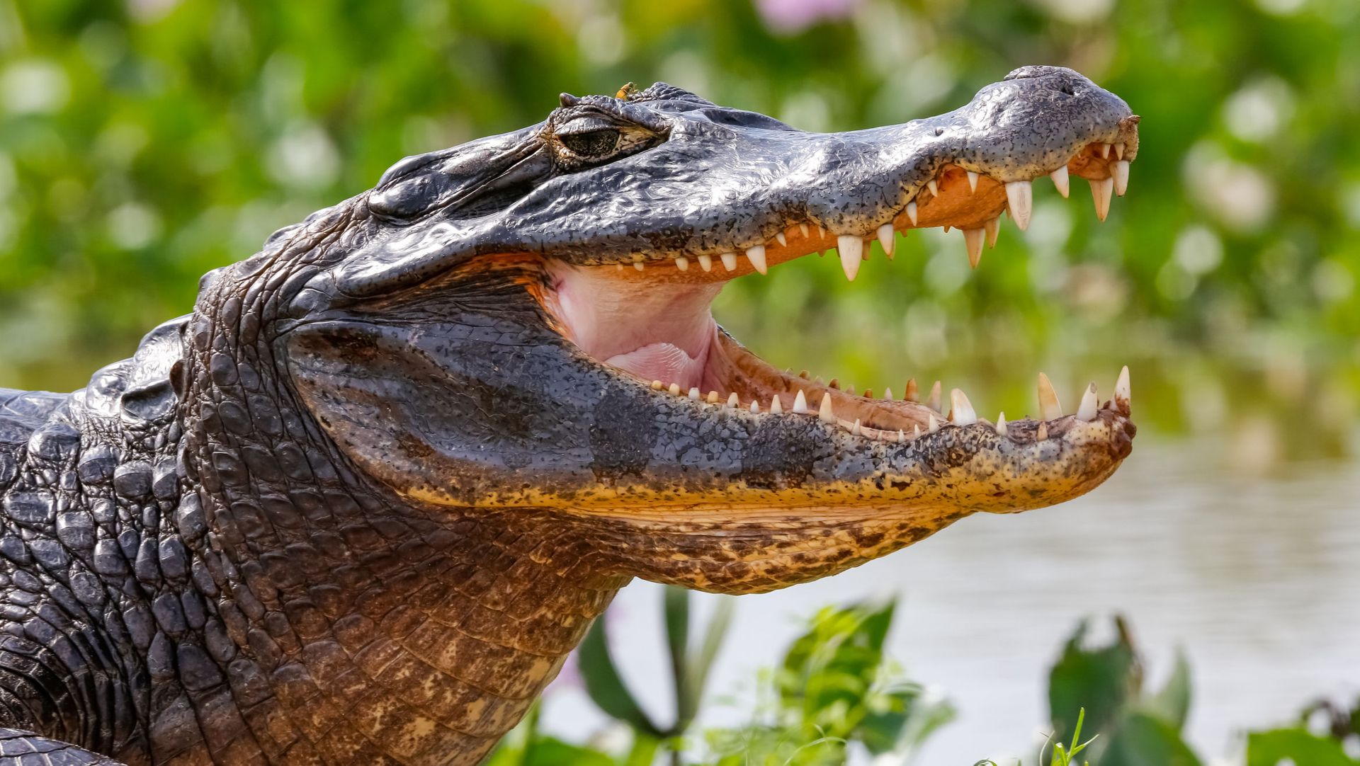 site-touristique-vinci-autoroutes-planete-crocodiles