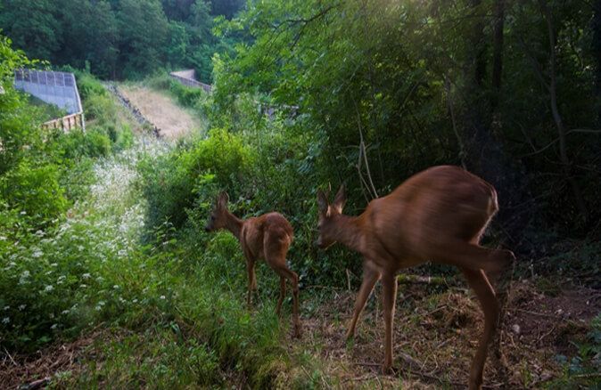 écopont vellèches_biodiversite