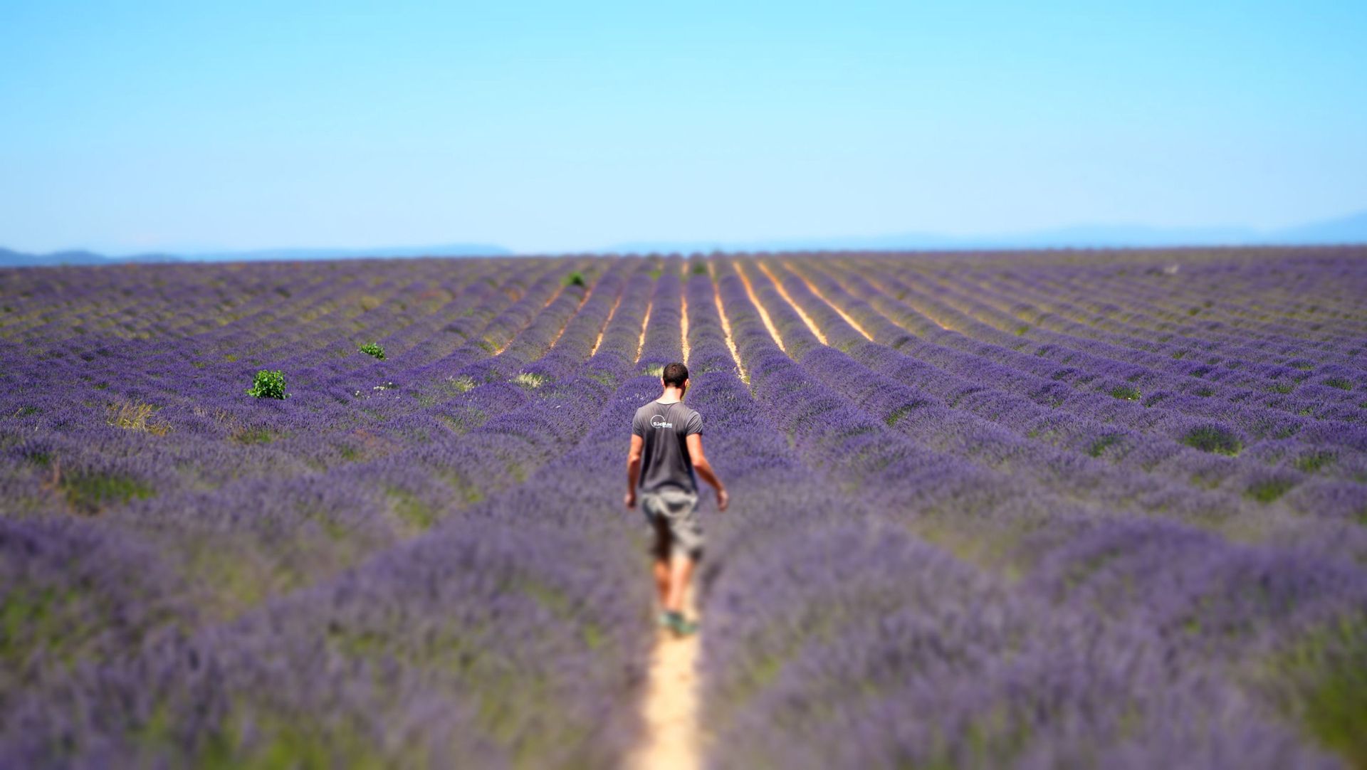 champ-lavande-valensole-routes-de-la-lavande-vinci-autoroutes