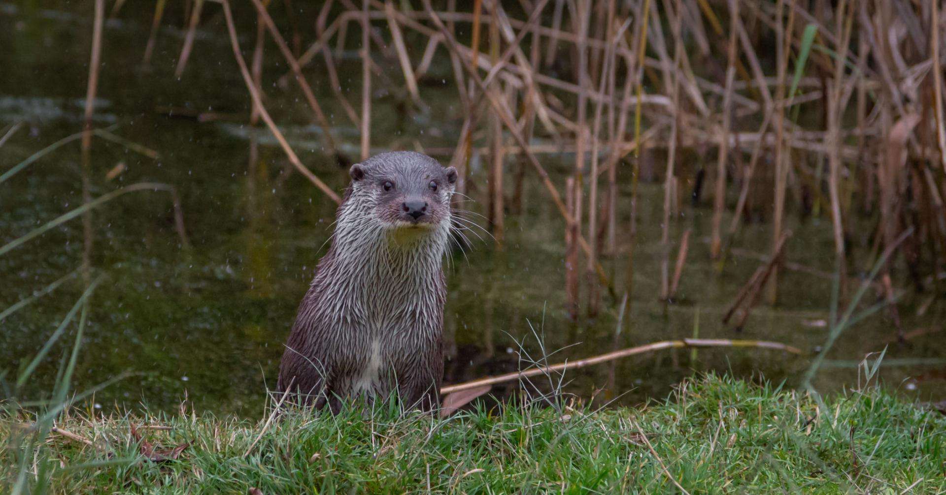 loutre_etang-des-joncquiers