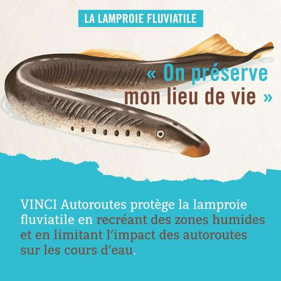 lamproie-fluvitile