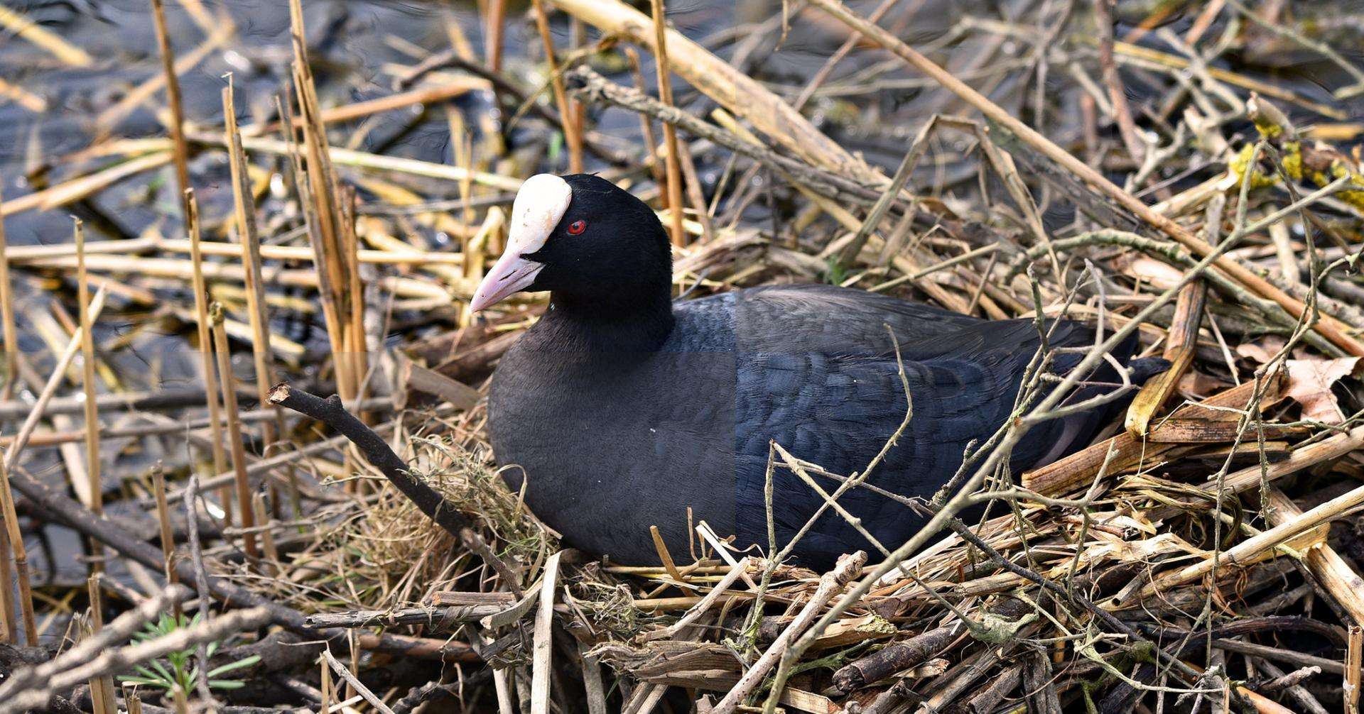 foulque-macroule_etang-des-joncquiers