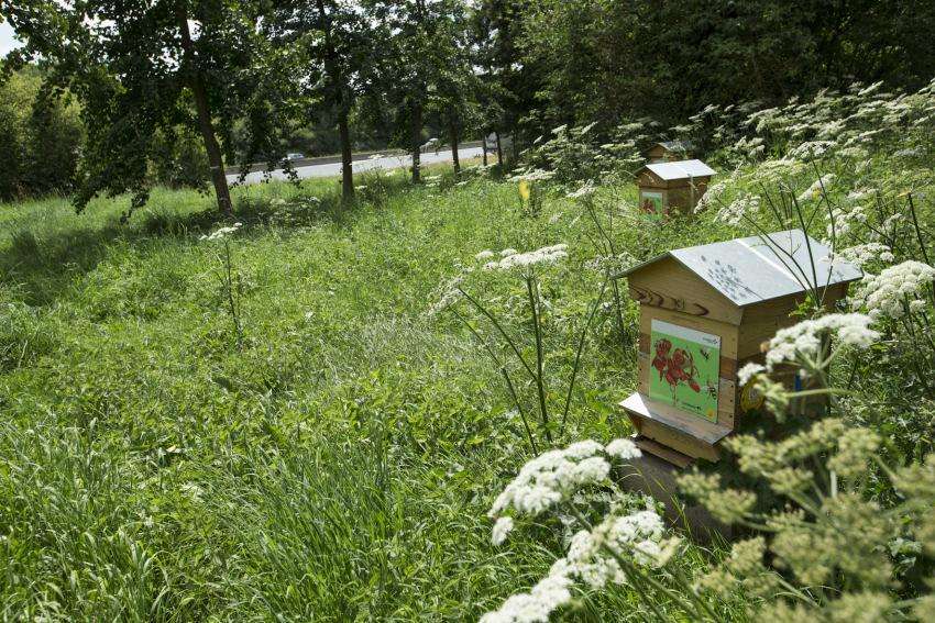 biodiversite-abeilles-ruches-autoroute