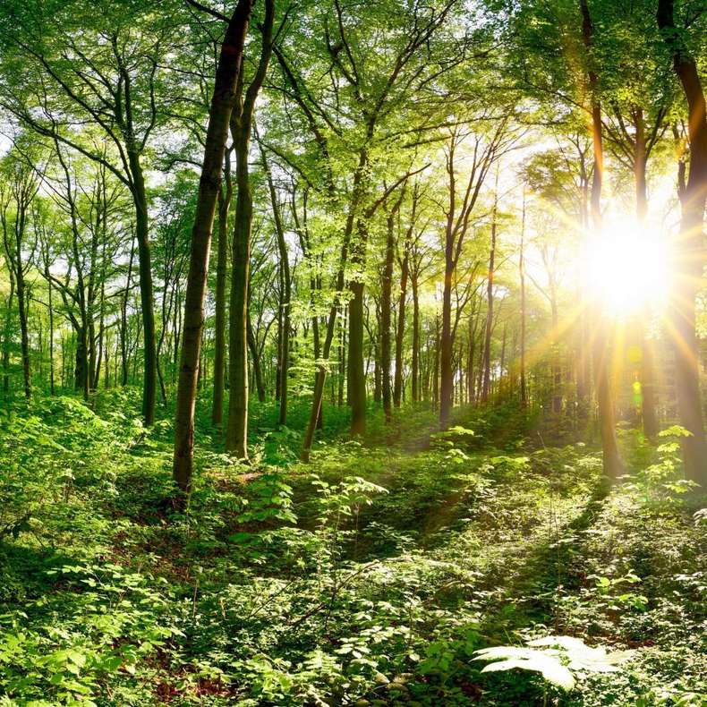 Forêt domaniale de Perseigne