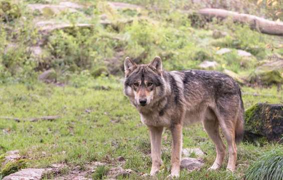 site-touristique-vinci-autoroutes-parc-animalier-sainte-croix