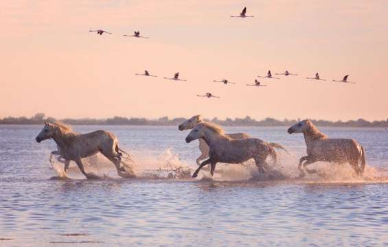 chevaux-camargue-route-via-domitia-vinci-autoroutes